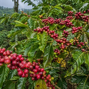 Semi di caffè SL 22 di qualità premium certificata (Coffea sp.) - Caffè antico da piantare