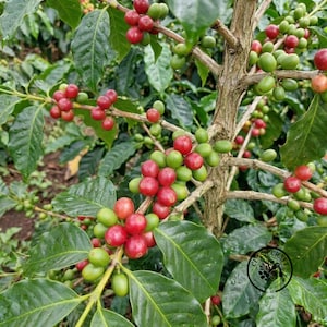 Könnte beinhalten: Ein Kaffeepflanzenzweig mit Trauben runder Kaffeekirschen in verschiedenen Reifestadien, die von Grün zu leuchtendem Rot übergehen. Die Pflanze hat strukturierte, holzige Stängel und dunkelgrüne, glänzende, oval geformte Blätter im gesamten Blattwerk.