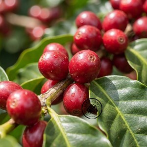 May include: A cluster of ripe, glossy red coffee cherries growing on a branch with vibrant green leaves. The round, smooth fruits feature small circular indentations at the tips. A circular black logo with the text Classicraft is visible.