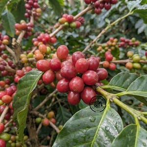 Op de afbeelding: Een tros rijpe, felrode koffiebessen die aan een tak groeien met donkergroene, glanzende bladeren. De bessen zijn rond en glad, dicht op elkaar gepakt aan de steel, met enkele kleinere, minder rijpe groene bessen in de nabijheid zichtbaar.