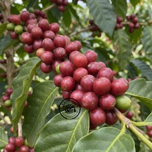 Könnte beinhalten: Eine Ansammlung reifer, tiefroter Kaffeekirschen an einem Zweig mit dunkelgrünen, glänzenden Blättern. Die Kirschen sind rund und glatt, wobei einige leichte Farbvariationen aufweisen, darunter auch einige unreife, grüne Kaffeekirschen.