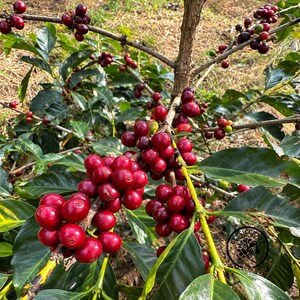 May include: A coffee plant branch laden with clusters of ripe, glossy red coffee cherries and some green, unripe ones. The plant features dark green, waxy, oval-shaped leaves and woody stems. A circular logo with the text CLASICRAFT is visible.
