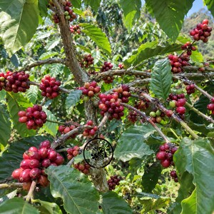 Premium Certified Tugusari Coffee Seeds (Coffea sp.) - Heirloom Coffee for Planting