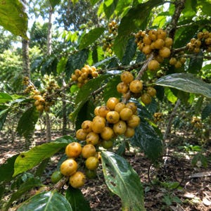 May include: A coffee plant branch featuring clusters of round, bright yellow coffee cherries attached to woody stems. The plant has dark green, glossy, oval-shaped leaves with visible veins. The cherries are densely packed in various stages of growth.
