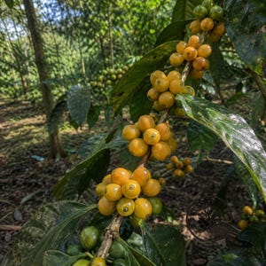 May include: A coffee plant branch featuring clusters of round, yellow coffee cherries in various stages of ripening. The cherries are attached to a woody stem surrounded by large, dark green, glossy leaves with visible veins and pointed tips.