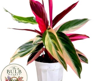 Stromanthe Triostar Plant, Tricolor Prayer Plant, Rare Tropical Houseplant, 4 Inch Pot