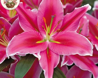 Rosa Orientalische Lilien Blumenzwiebeln, 10er Pack, mehrjährige Gartenblumen