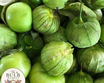 Mudas de Tomatillo Vivas, Pacote com 2, Não OGM, Prontas para o Plantio na Horta