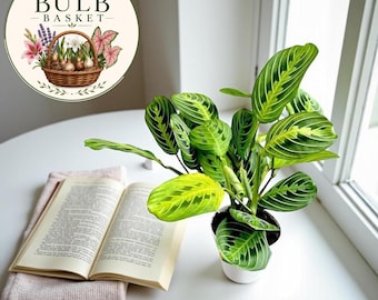 Leef citroenlimoen Maranta-gebedsplant, onderhoudsvriendelijke tropische kamerplant, pot van 4 inch