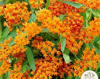 Radice di Asclepiade tuberosa - Pianta perenne da giardino (1 radice)