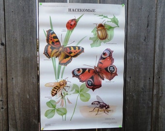 Large Insects School Poster 1991