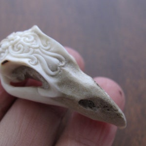 Stylized Raven Skull, Hand Carved from Deer Antler, NOT-Drilled, Sculpture, Jewelry making  Supplies, free Drilling upon request  S8712