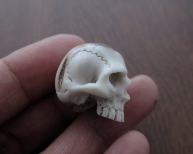 NOT Drilled Carved Deer Antler Jawless Skull Jewelry making Supplies S7584