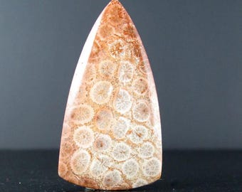 Kaboszon z indonezyjskiego korala kopalnego, kamień szlachetny, kaboszon naturalny, materiały do wyrobu biżuterii S10612
