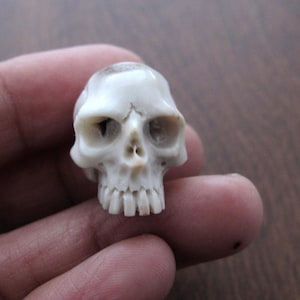 Carved  Deer Antler Jawless Skull,  NOT Drilled, Jewelry making Supplies  S7584
