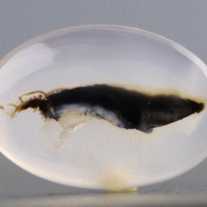 May include: A white agate cabochon with a black and brown dendritic inclusion resembling a fish.
