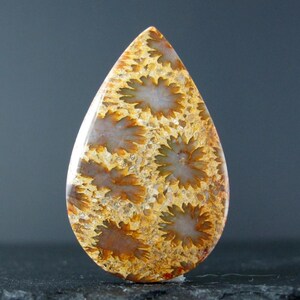 May include: A teardrop-shaped cabochon of fossilised coral, with a brown and white pattern of flower-like shapes.