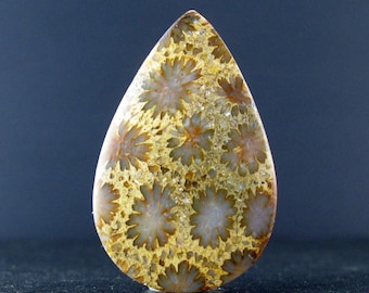Druppelvormige fossiele koraalcabochon van AAA-kwaliteit, edelsteen, natuurlijke cabochon, benodigdheden voor het maken van sieraden S10362