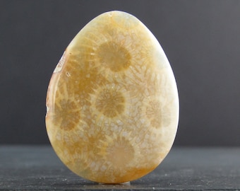 SALE Excellent fossil coral cabochon S7024