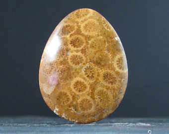 Prachtige cabochon van fossiele koraal, natuurlijke cabochon, edelsteen, benodigdheden voor het maken van sieraden S7840