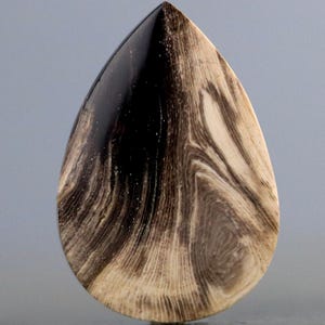 Palm Wood Root Fossil Birds Eye Agate Natural Cabochon S9661