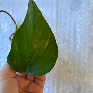 May include: A close-up of a large, heart-shaped green leaf with yellow markings. The leaf is held in a hand against a white, textured background. The leaf's veins are visible, suggesting a houseplant. The leaf is approximately 15 cm long.