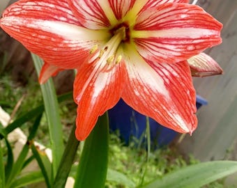 Barbados Lily (Hippeastrum vittatum)