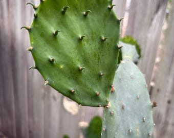 Esqueje de penca de nopal