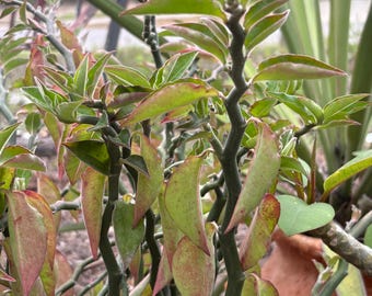 Redbird Cactus (Euphorbia tithymaloides 'Variegata') Set of 3 Cuttings