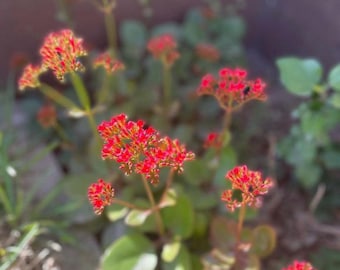 Katy llameante (Kalamchoe blossfeldiana)