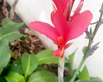 Lirio de Canna (Canna generalis)