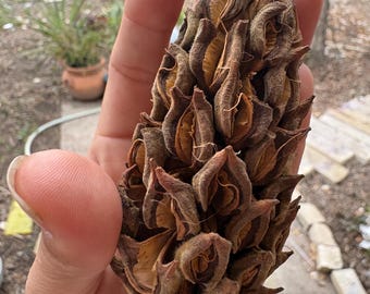 Vainas de semillas de magnolia