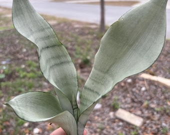 Planta de serpiente Moonshine