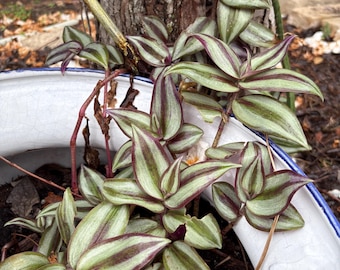 El tipo errante (Tradescantia zebrina)