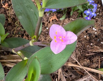 Corazón púrpura (Tradescantia pallida)