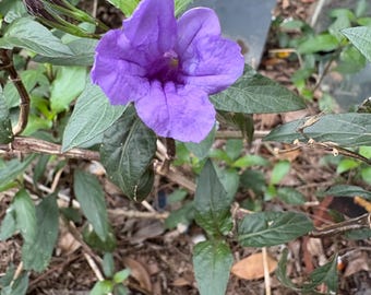 Petunia mexicana (Ruellia simplex)