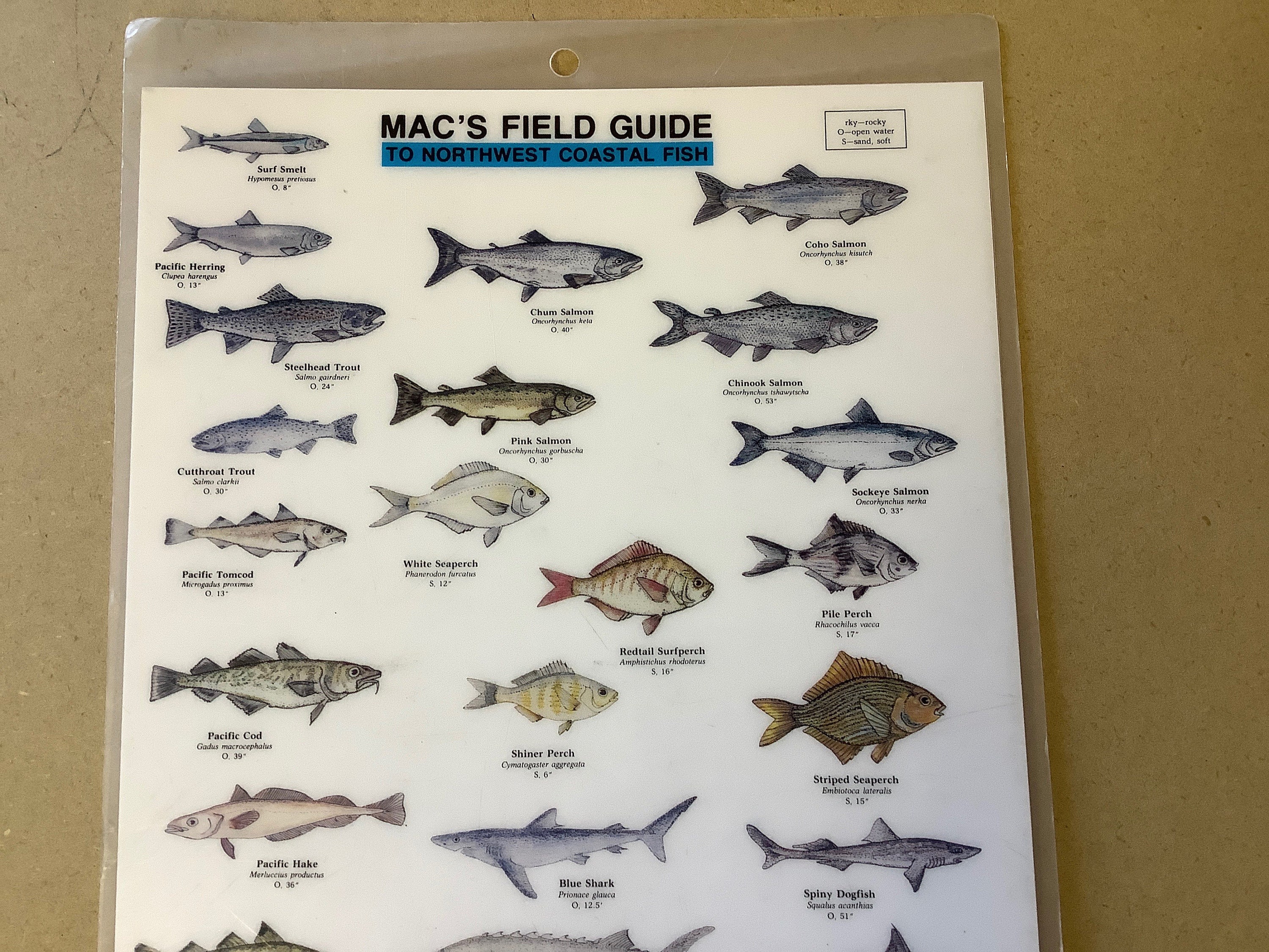 1984 Macs Field Guide NORTHWEST COASTAL FISH Chart, Double Sided