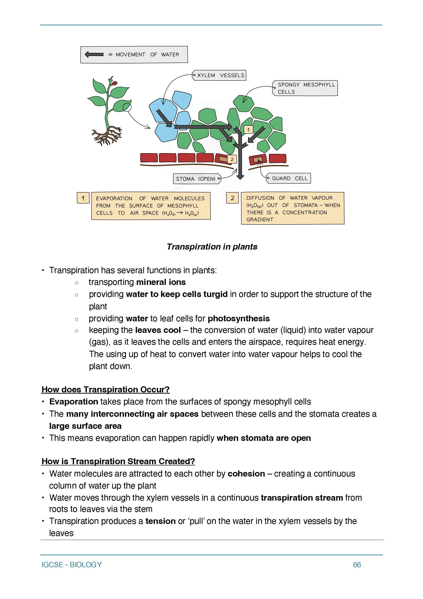 CIE IGCSE Biology Illustrated Revision Notes by ELLE99 Tutoring - Etsy UK