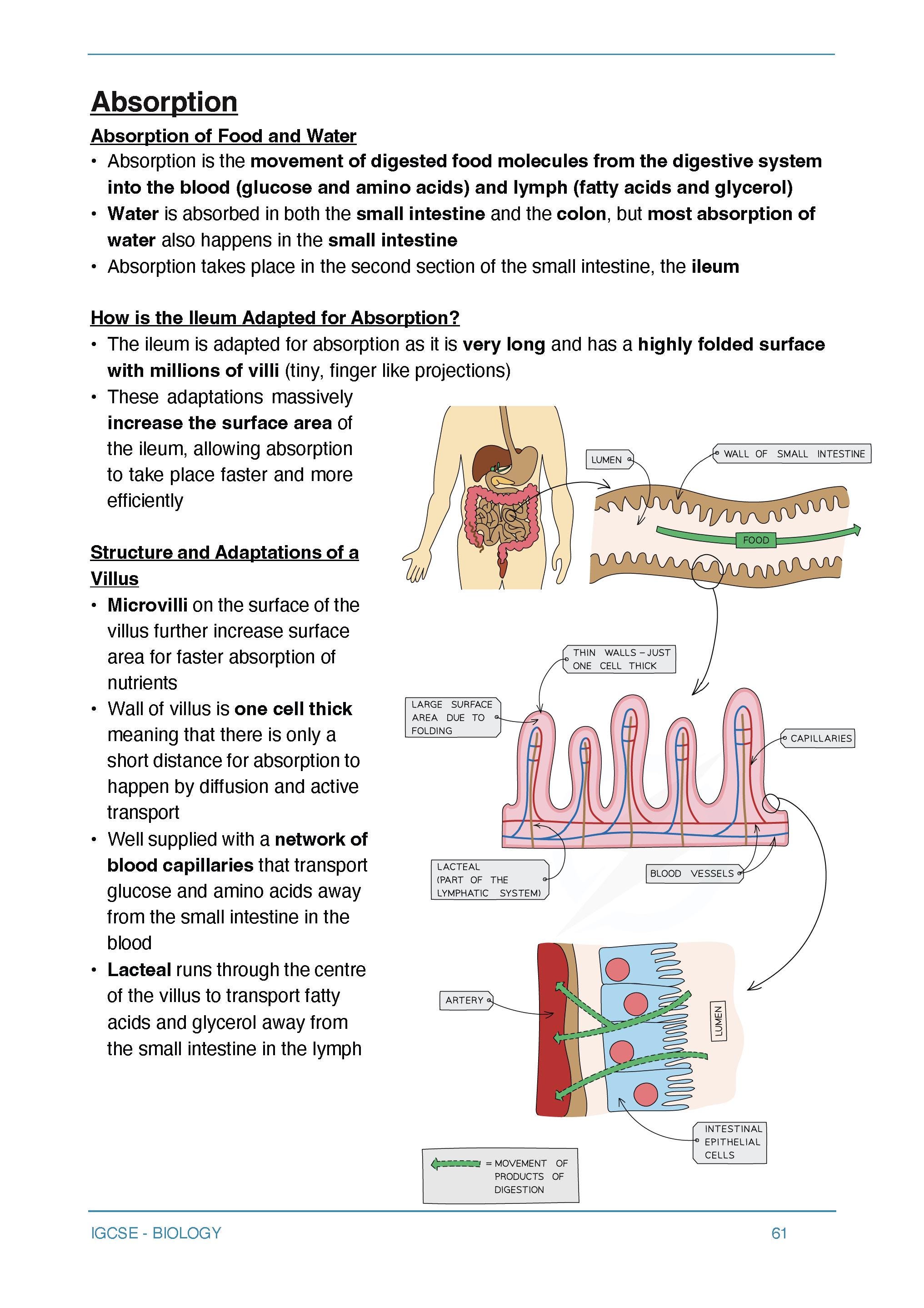 CIE IGCSE Biology Illustrated Revision Notes by ELLE99 Tutoring - Etsy UK