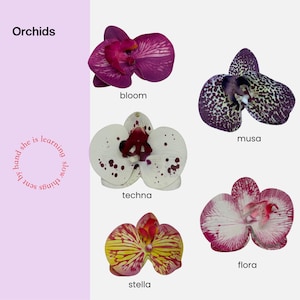 Könnte beinhalten: Das Bild zeigt fünf Orchideenblüten in verschiedenen Farben und Mustern. Die Blüten sind mit "bloom", "musa", "techna", "stella" und "flora" beschriftet. Der Hintergrund ist helllila.