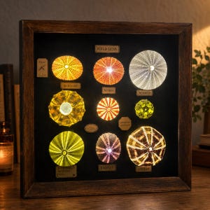 Peut inclure: Un présentoir encadré avec des spécimens d'oursins illuminés. Les spécimens sont disposés sur un fond noir, chacun avec un motif et une couleur uniques, allant du jaune à l'orange et au blanc. Le cadre comprend des étiquettes telles que "FIELD LENS" et "LONDON".
