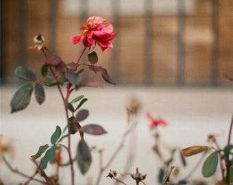 Film photographique 35 mm - Fleur rouge