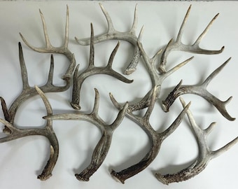 3 Whitetail Deer Shed Antlers | Approx. 1 lb Random Lot | Brown or Hard White | Rustic Craft Supplies | Natural Deer Antlers