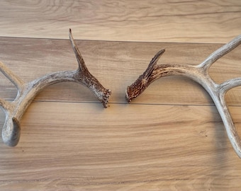Whitetail Deer Antler Sheds Set – Natural Rustic Decor – Dog Chew Antlers – Craft Grade Horns – Real Shed Antlers