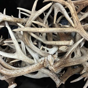 Whitetail Mule Deer Antlers Bulk Lot | Natural Rustic Decor Crafts 1, 3, 5 or 10lb