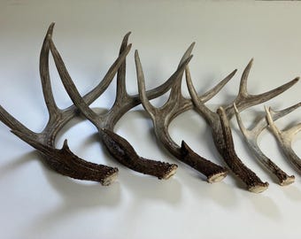 Genuine Whitetail Deer Antlers | Rustic Craft Supplies, Dog Chews (Set of 2)