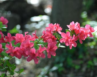 Nature Print, floral azalea, wall art, botanical