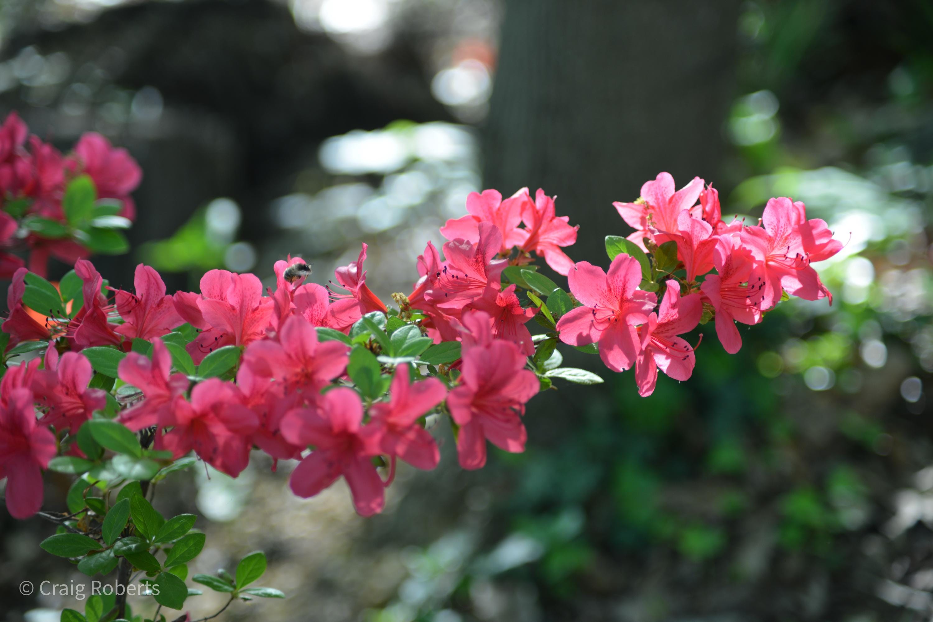 Nature Print, Floral Azalea, Wall Art, Botanical - Etsy