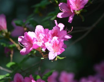 Spring blossom print, floral art decor, made in 2026
