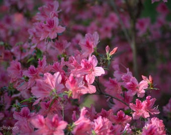 Pink Azalea Blossoms Wall Art Print – Fine Art Floral Photography,  USDA botanical garden, Art by CCC Photography 2026